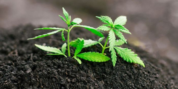 Jaká je nejlepší půda pro pěstování samonakvétacích odrůd konopí