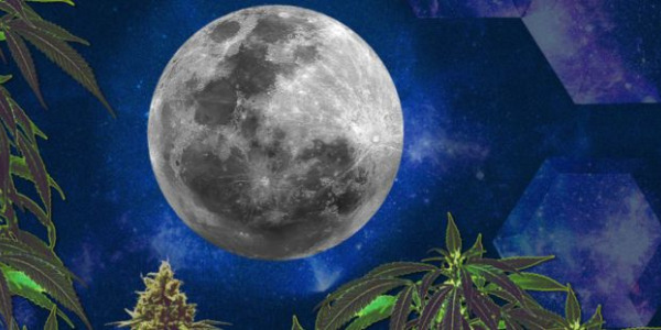 Pěstování konopí v souladu s fázemi Měsíce