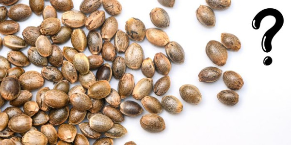 Jaká semena konopí vybrat? 